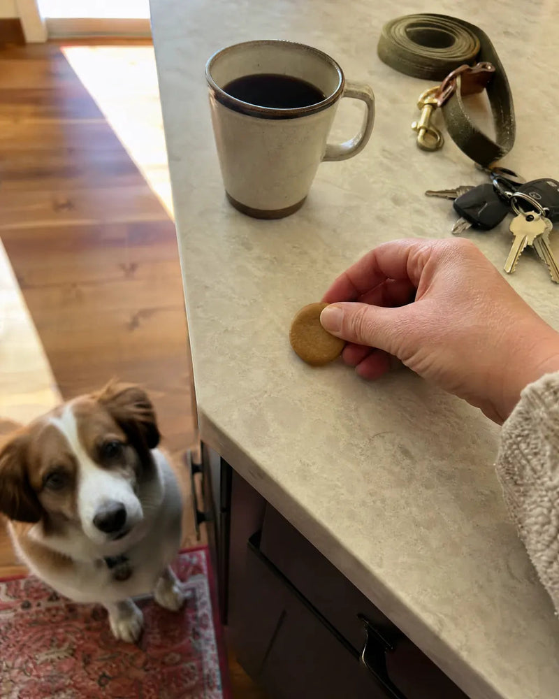 How to Build a Daily Joint Routine for Your Dog (That Sticks)