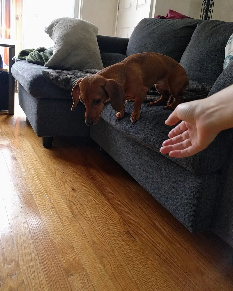 Daily Routine for Long Back Breeds: Doxies, Corgis, Frenchies