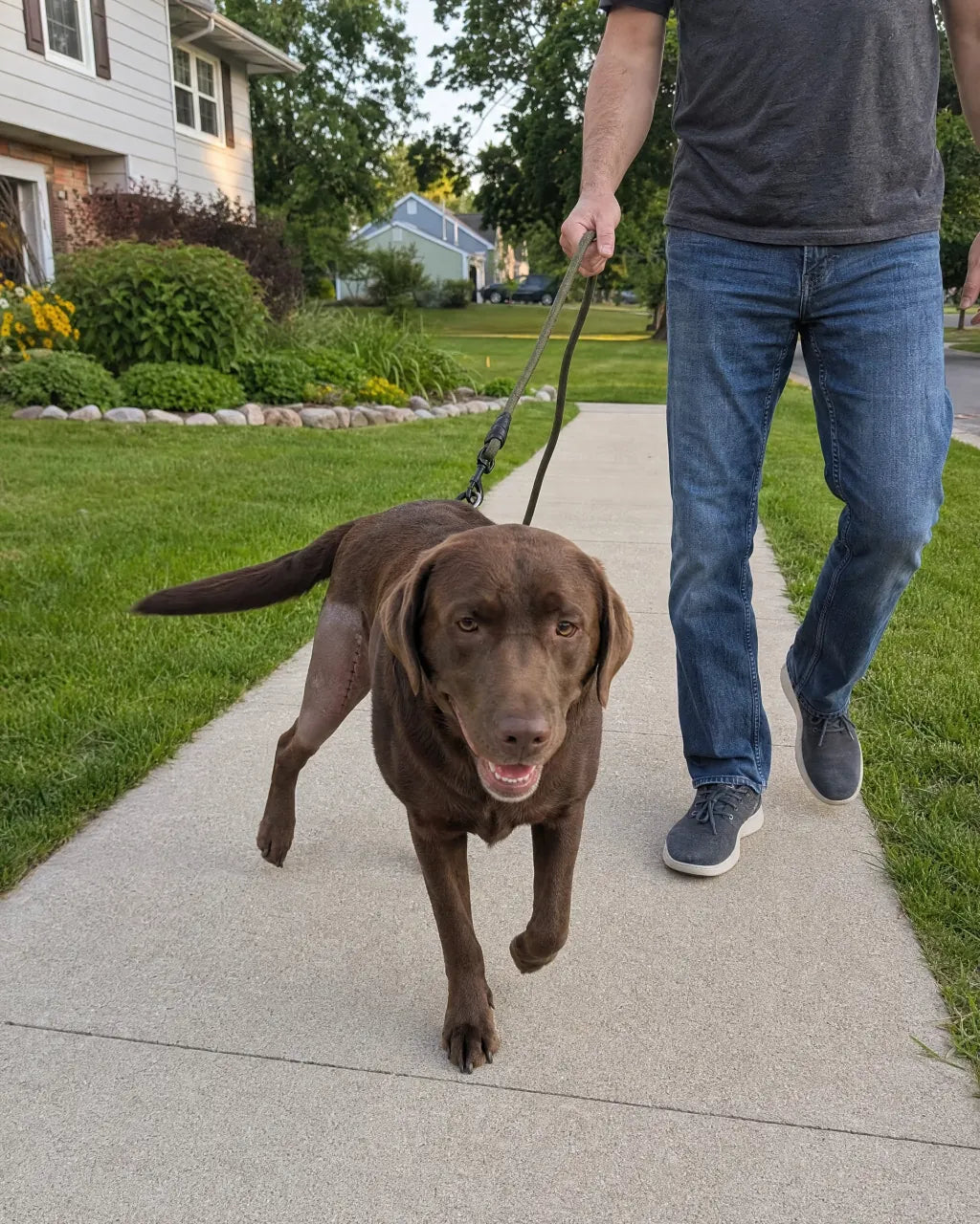 Lab CCL recovery