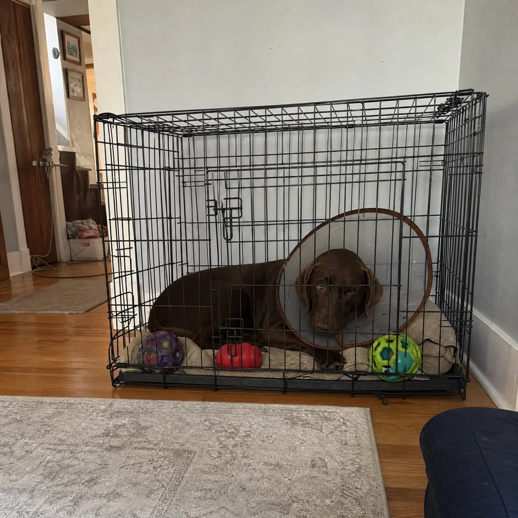 Dog in crate rest