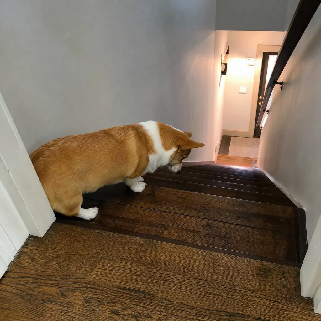 Corgi at top of stairs