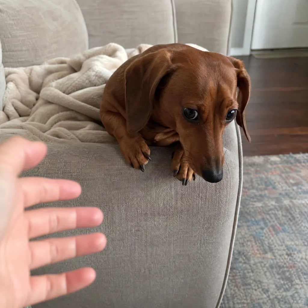 Pepper the Doxie