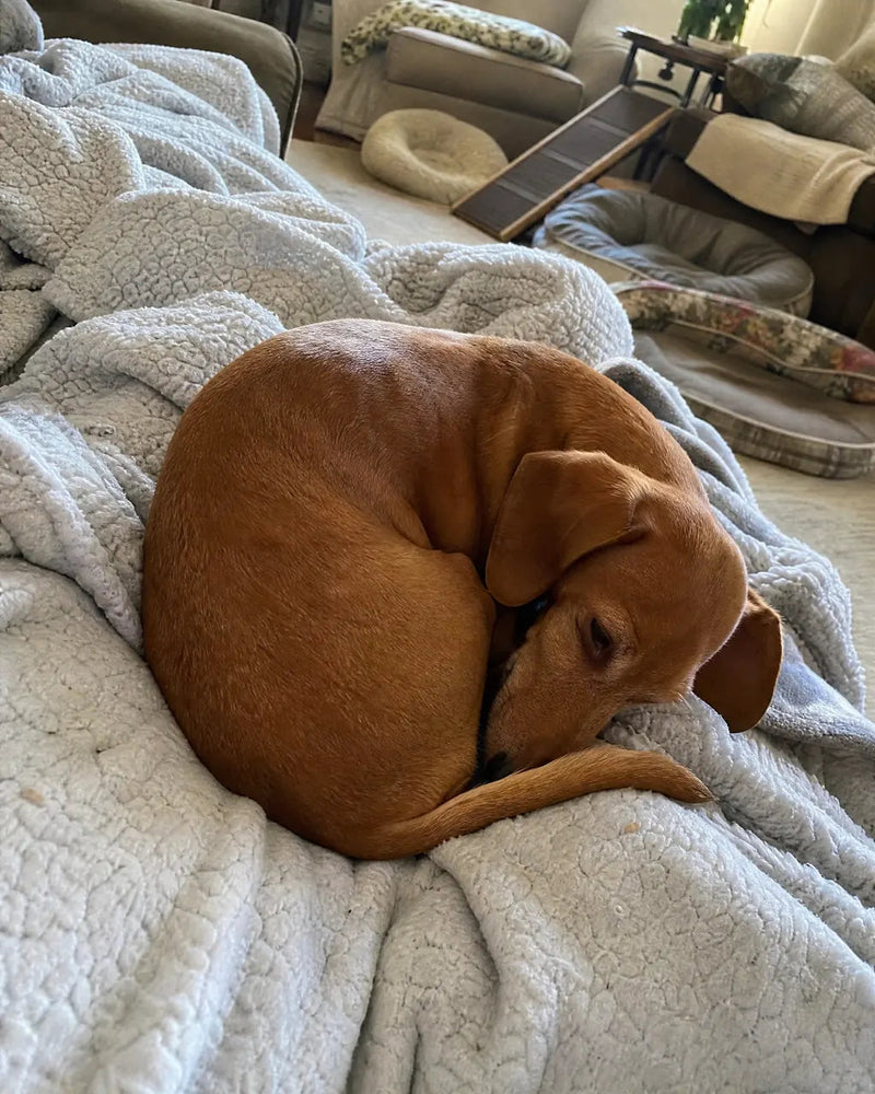 The 30-Minute Home Audit for Dogs With Harder-Working Joints