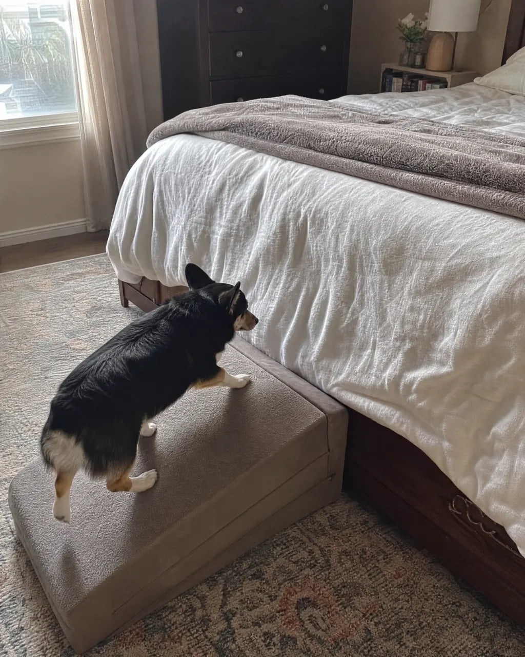 Long-back dog using a couch ramp