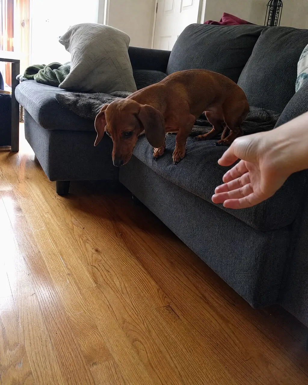 Dachshund hesitating at couch edge with owner reaching
