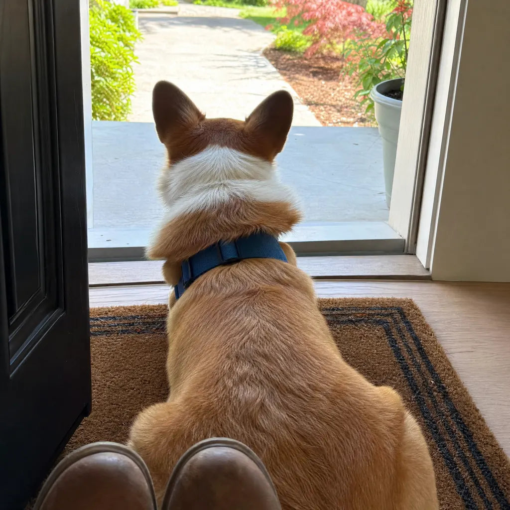 Pembroke Corgi standing at front door