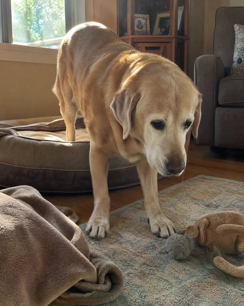 Senior dog at home, slow rise morning