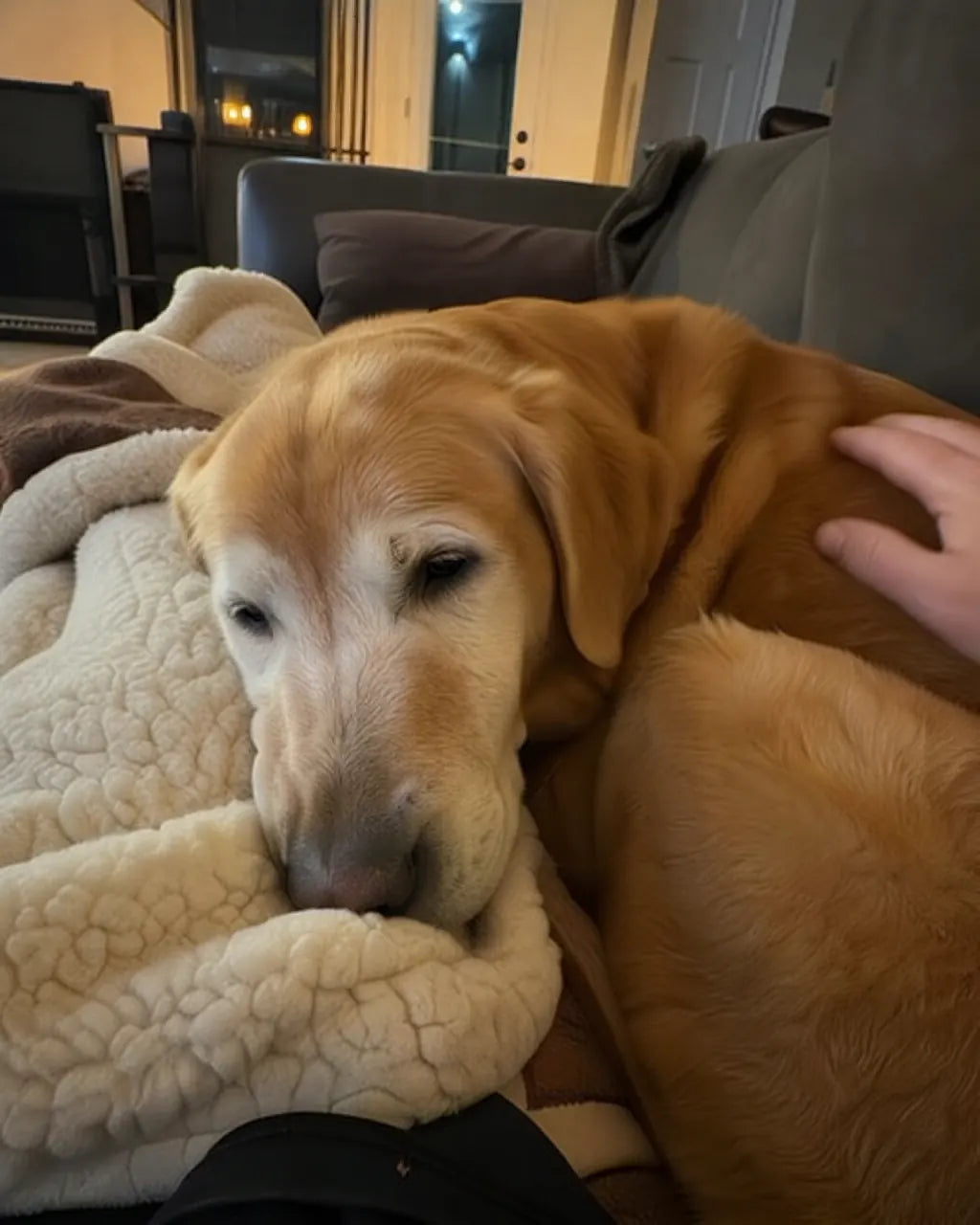 Senior Labrador resting on a fleece blanket in evening lamplight