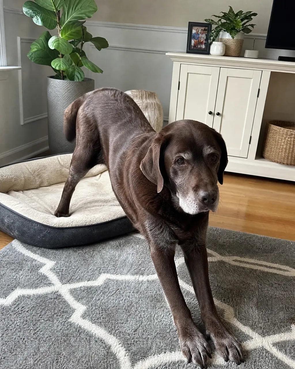 Senior dog rising from bed