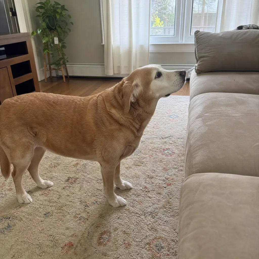Senior Lab on couch
